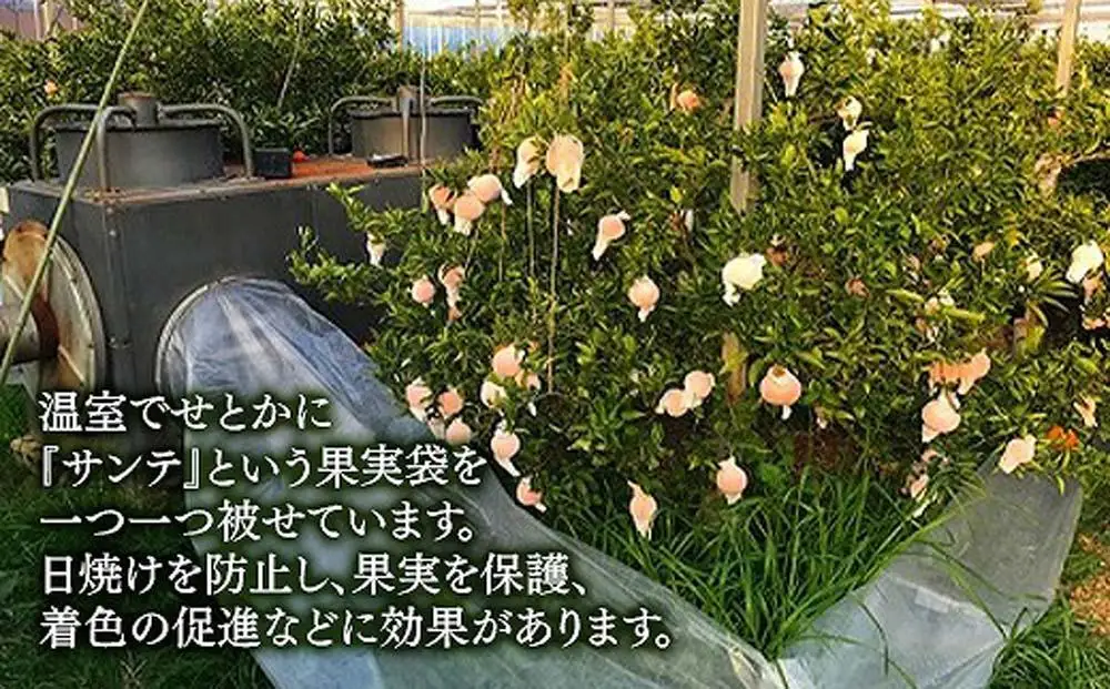 化粧箱 柑橘の大トロ ハウス せとか 厳選 大玉 6玉入