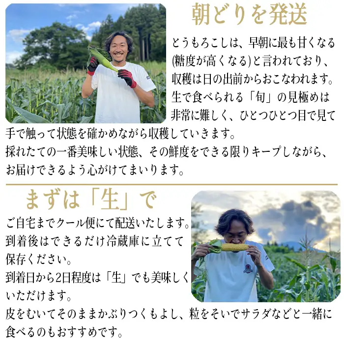[ クール便 / 冷蔵便 ] 【 NAO's FARM 】 生で食べられる とうもろこし × 10本 2026年7月下旬頃から2026年8月中旬頃まで順次発送予定 令和8年度収穫分 株式会社みみずや 元サッカー日本代表 石川直宏 なおもろこし 信州 野菜 甘い トウモロコシ コーン とうきび 産地直送 長野 予約 長野県 飯綱町 [1716]