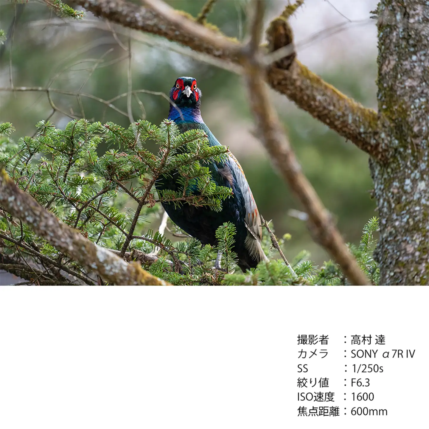 SIGMA 60-600mm F4.5-6.3 DG DN OS | Sports【ソニーEマウント】
