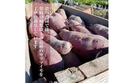 【先行予約】【11月より順次発送】2026年度産 まるで絹のようななめらかなさつまいも シルクスイート5kg【茨城県共通返礼品/行方市】【さつまいも サツマイモ 芋 お芋 甘い なめらか 美味しい 大量 茨城県 北茨城市】(AK203)