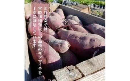 【先行予約】【11月より順次発送】2026年度産  まるで絹のようななめらかなさつまいも シルクスイート10kg【茨城県共通返礼品/行方市】【さつまいも サツマイモ 芋 お芋 甘い なめらか 美味しい 大量 茨城県 北茨城市】(AK204)