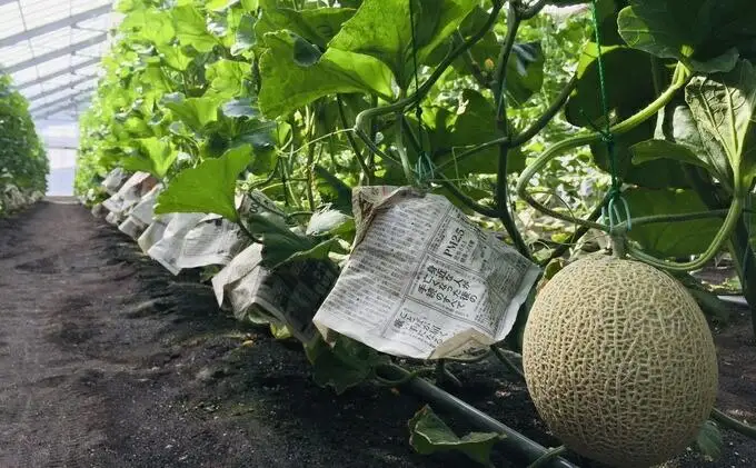 【静岡・三保松原の甘い誘惑マスクメロン】訳ありでも甘い！マスクメロン 1玉（約1.5kg～2kgサイズ）■