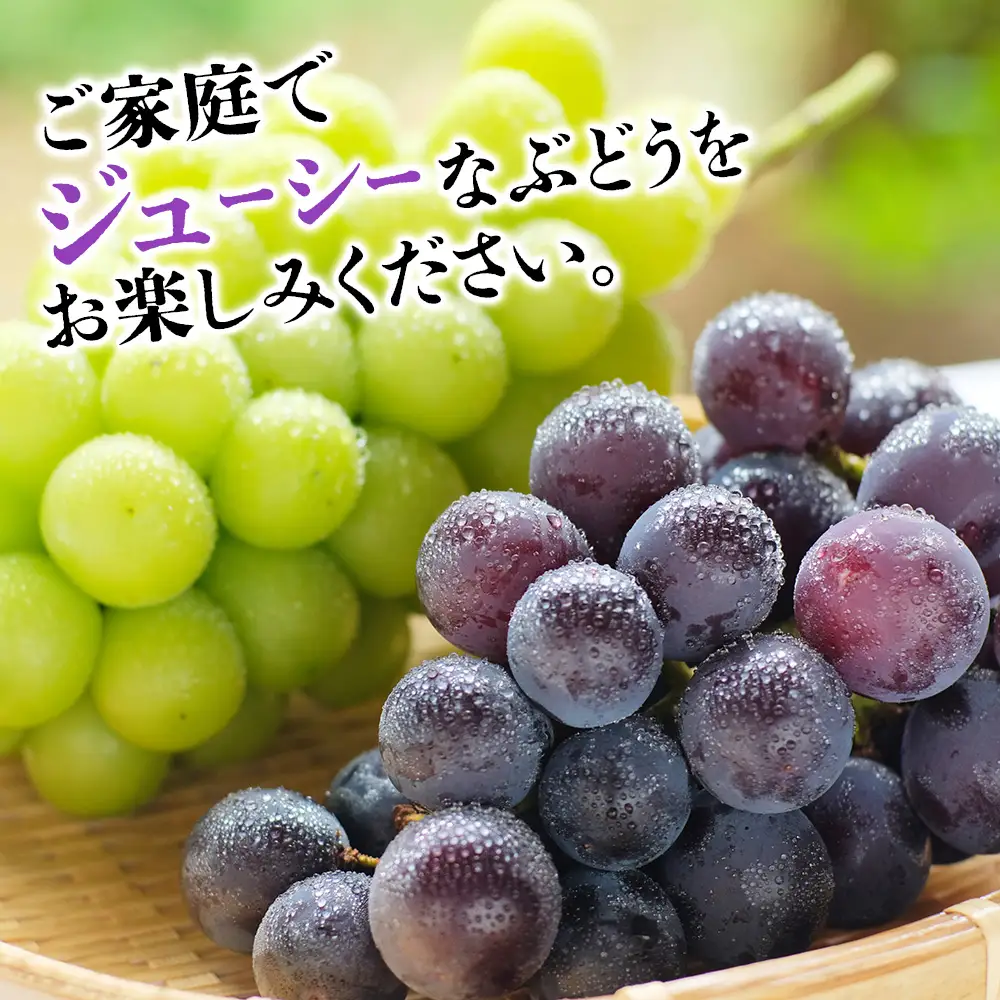 【数量・期間限定】 中津産の巨峰とシャインマスカット中野観光ぶどう園 | 果物 フルーツ ぶどう シャインマスカット 巨峰 産地直送 大分県 中津市