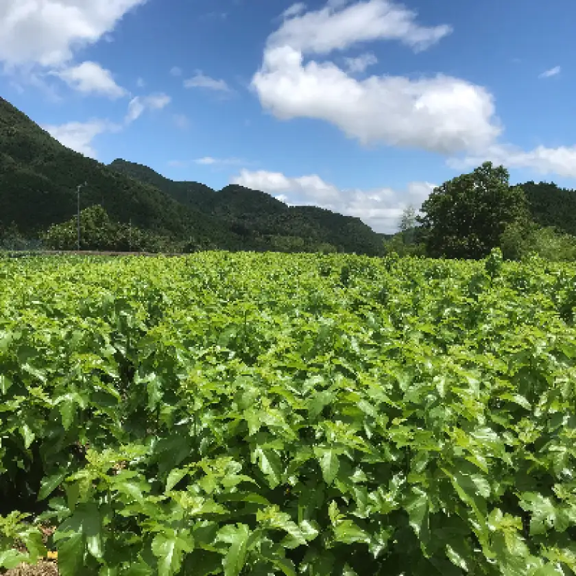 熊本県美里町産　有機栽培認証　桑の葉茶(100g×2個)_飲料・ドリンク 茶  _【1219571】