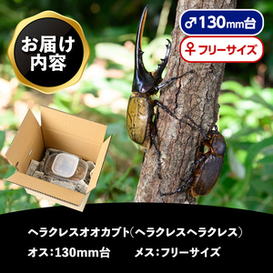 【C76002】ヘラクレスオオカブト (ヘラクレスヘラクレス) 成虫ペア オス(130mm台) メス(フリーサイズ) 鹿児島 ヘラクレス カブトムシ かぶとむし 雄 オス 昆虫 虫 むし 成虫 生体 飼育 生き物 生物【ビートル倶楽部】