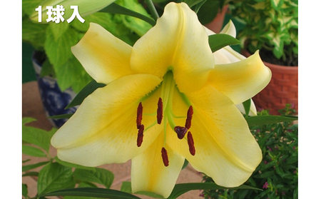ユリ球根セット 植物 