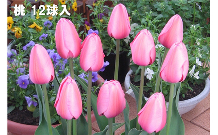 チューリップ球根（特大球）セット　60球入 植物 