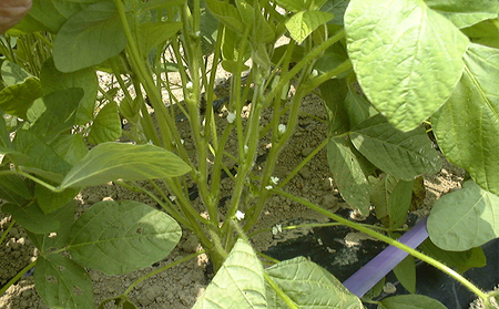 【8月中旬～9月中旬お届け】枝豆 黒埼茶豆 1.5㎏ 枝豆