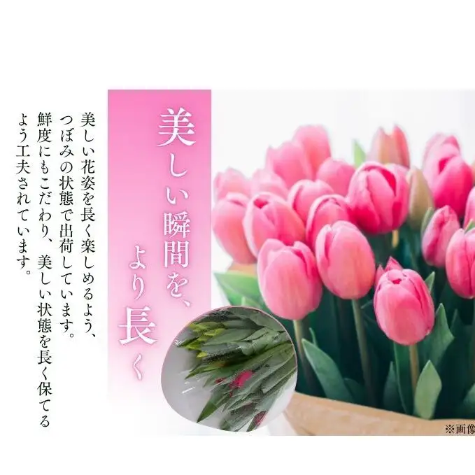 フラワーファームしろねのチューリップ切花20本（黄・ピンク　各10本） 植物 花束 