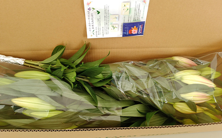 フラワーファーム しろねのユリ 切花10本（産地おすすめ花色）10月発送 植物 切り花 ゆり 白い花 ピンクの花 花束 