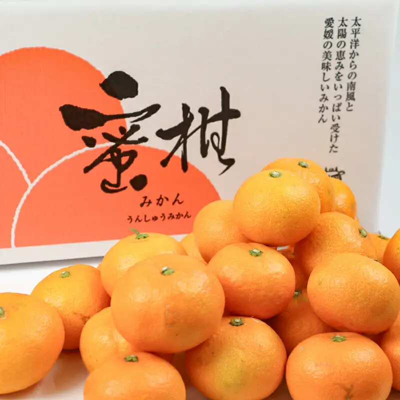 愛媛みかん 早生みかん 宮川早生 9kg 家庭用 植村農園 先行予約 温州蜜柑 温州みかん mikan 愛媛ミカン 愛媛蜜柑 愛媛みかん 温州 早生温州 早生 蜜柑 果物 くだもの フルーツ 柑橘 農家直送 産地直送 数量限定 国産 愛媛 愛媛産 宇和島 B010-153003
