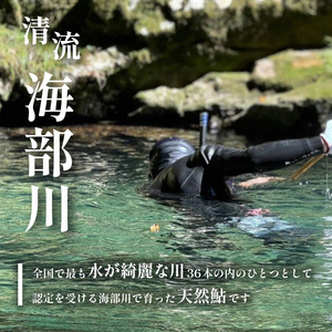 天然波乗り鮎の一夜干し 約800g 12～30尾 干物 一夜干し 鮎 天然 熟成 あゆ アユ 天然鮎 清流 海部川 川魚 簡単調理 冷凍 