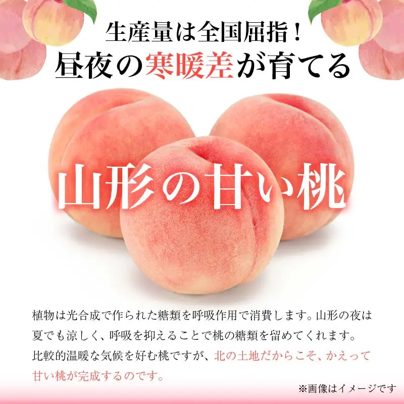 山形県産 黄金桃 3kg 8～12玉 もも モモ 桃 デザート フルーツ 果物 くだもの 果実 食品 山形県 FSY-0741