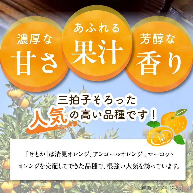【2027年先行予約】せとか 秀品 約5kg 和歌山県有田産 春みかん 春柑橘 (果実サイズおまかせ)/紀伊国屋文左衛門本舗_V7410