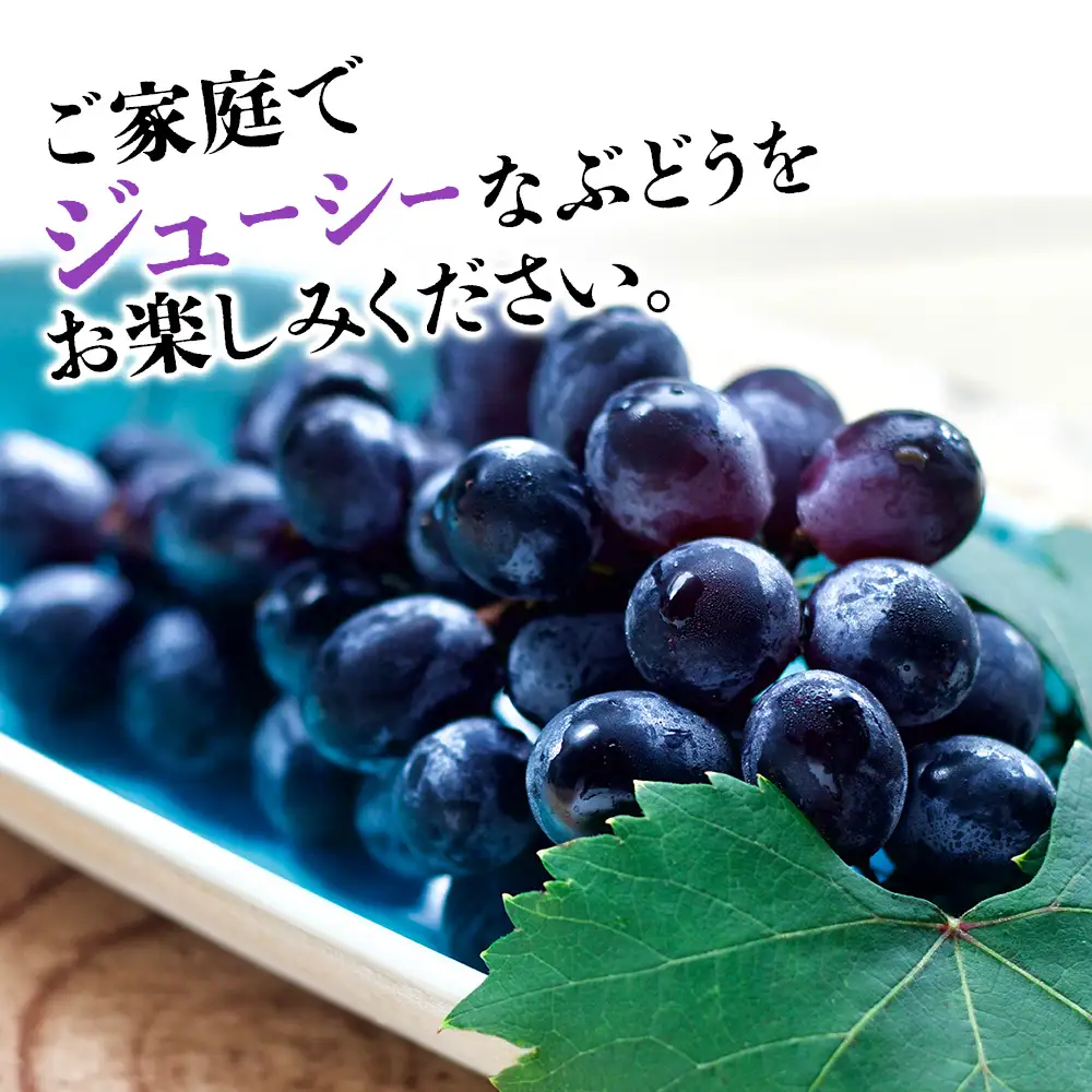 【先行予約】【期間・数量限定】大分県中津市産 巨峰ぶどう 3kg | フルーツ 果物 くだもの ぶどう ブドウ 葡萄 巨峰 種あり 大分県産 九州産 国産 中野観光ぶどう園 大分県 中津市