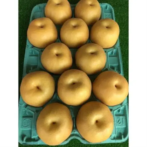 【2026年出荷受付】茨城県　千代田の梨(豊水・秋月・甘太いずれか)約5kg_梨 茨城県産 千代田 豊水 秋月_【1329113】