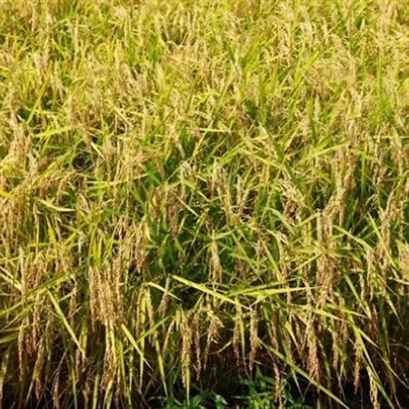 特別栽培米ぶった農産コシヒカリ(白米5kg)_ 精米 米    コシヒカリ 米 こしひかり_【1207813】