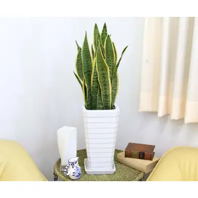 【観葉植物】サンスベリア 7号 ホワイト陶器鉢 Gタイプ 高さ:約70～ 90cm 土の表面：ウッドチップ 【観葉植物 インテリア 部屋 おしゃれ 福岡県 筑前町 送料無料 AG014】【価格改定】