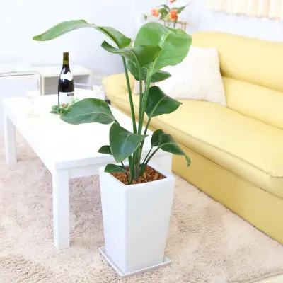 【観葉植物】オーガスタ 7号 ホワイトスクエア陶器鉢SW 土の表面:ウッドチップ 【観葉植物 インテリア 部屋 おしゃれ 福岡県 筑前町 送料無料 AG015】
