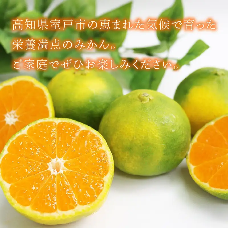 【先行予約】訳あり 極早生みかん 5kg | 温州みかん みかん 蜜柑 ミカン 柑橘 緑のみかん 酸っぱい 酸味 家庭用 秋の味覚 旬 ごくわせ フルーツ 果物 くだもの 産地直送 数量限定 期間限定 人気 おすすめ 国産 高知県 室戸市
