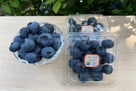 冷凍　ユーリカとファーストブラッシュ　1kg（500g×2) ブルーベリー ※離島への配送不可 ※着日指定不可