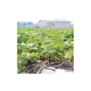 なると金時チップス「おさっち。」プレーン味 30袋（1袋40g）