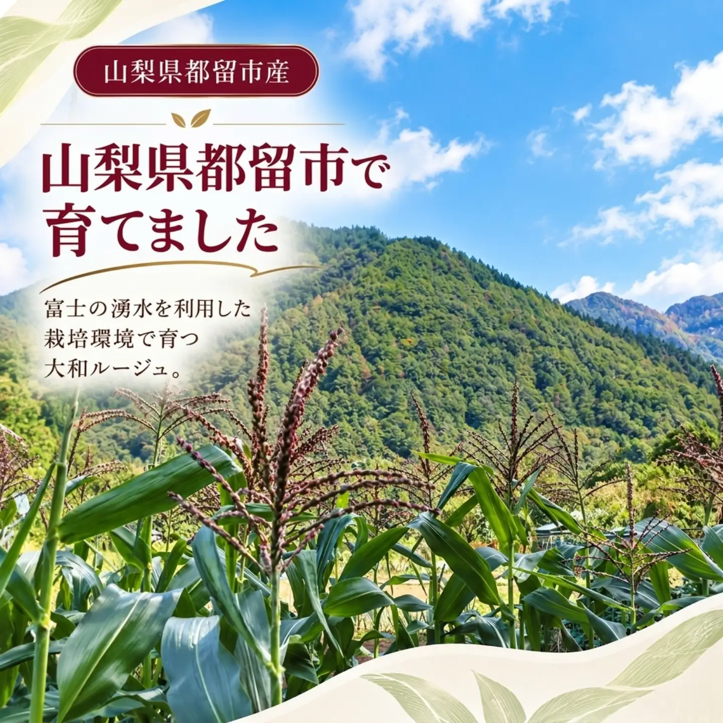 【2027年先行予約】紅いスイートコーン 大和ルージュ (10本) 山梨県都留市産 ｜ 希少な赤いとうもろこし 甘い スイートコーン トウモロコシ 産地直送 送料無料【浅田農園