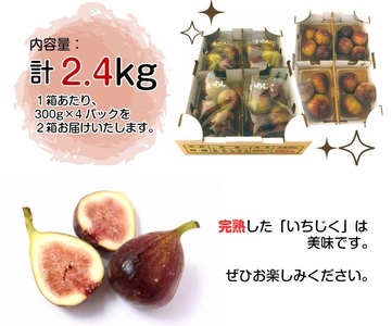SA2874　ハウス栽培 いちじく　約2.4kg(300g×4パック入 2箱)