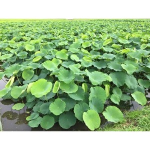 鈴木農園のれんこん親子ギフト 3kg ※2026年10月～発送