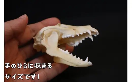   縮小 頭骨 レプリカ タヌキ 8cn / 標本 コレクション プラモデル 動物 たぬき フィギュア インテリア 模型 動物 博物館 頭蓋骨 ミニチュア 3D プリント【anf949-8c-tnk】