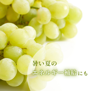 【令和8年産 先行予約】 ロザリオビアンコ ぶどう 約2kg | 新潟県 弥彦村
