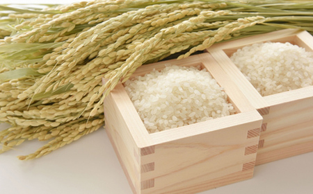 《先行予約》令和8年産 山形県産米 コシヒカリ 5kg こしひかり 精米 米 お米 おこめ 山形県 新庄市 F3S-2990