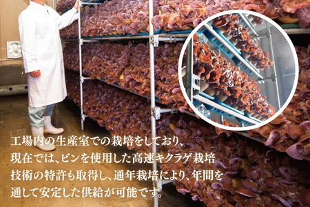 きくらげ 国産 1.8kg 農薬不使用 きくらげ 