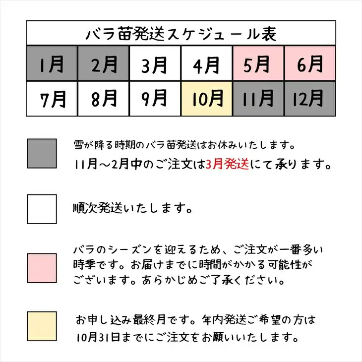 花巻温泉バラ園で育った「バラ大苗」7号サイズ -白-　【1662】