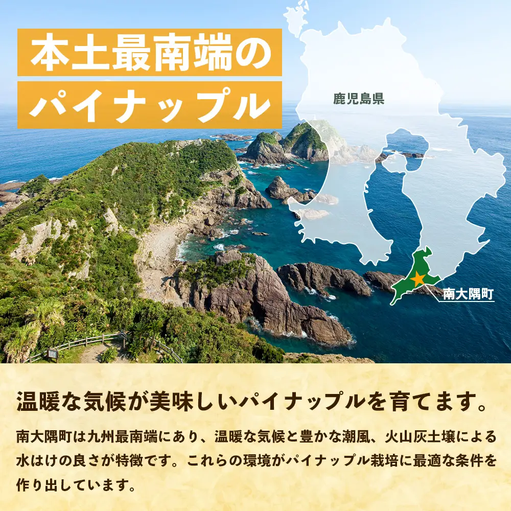 【数量限定！】国産パイナップル　約3ｋg（3～5玉）～なか農園おまかせセット～ NK-001 ｜パイナップル パイン フルーツ 果物 くだもの 数量限定 産地直送 新鮮 旬 ハワイ種 ピーチパイン ゴールドダイヤモンド ボゴール なか農園 鹿児島県 南大隅 