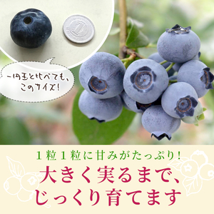 冷凍 ブルーベリー 約1.2kg 300g×4パック 小分け 便利 しげこさんのブルーベリー 甘い 大粒 ジャム お菓子 スイーツ デザート アイス 果物 フルーツ ブルーベリージャム 無農薬 化学肥料不使用 岐阜県 東白川村産 産地直送 大容量