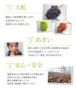 シャインマスカット 岡山県産ぶどう 特選大粒シャインマスカット 【nisfarm015-02】