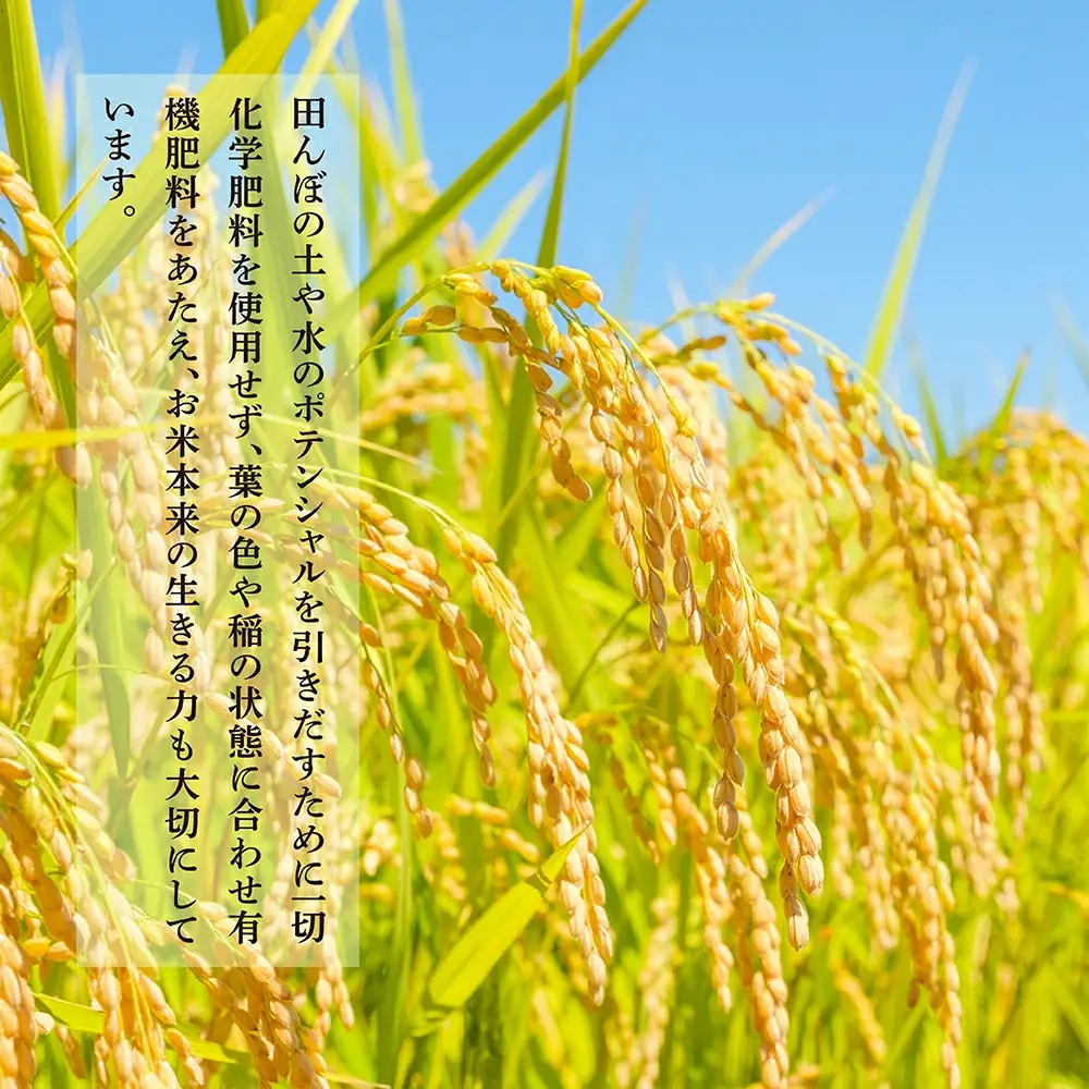 【令和7年産米】受賞米 こめたらぎ にこまる 精米 10kg (5kg×2袋) 米 お米 10月中旬～発送 グランプリ受賞 白米 精米 ご飯 こめらたぎ にこまる 名産地 多良木町産 ふっくら 044-0507-a