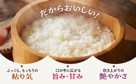 【令和5年福井県若狭町産】 コシヒカリ 1等米 精米10kg お米ブランド米 コシヒカリ