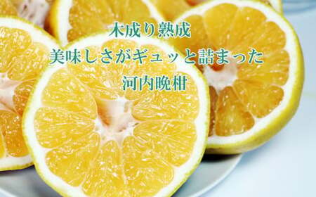 愛南ゴールド ( 河内晩柑 ) 6kg 樹齢30年 木成り 完熟プレミアム 柑橘 みかん 和製 グレープフルーツ 完熟 常温 愛南町青果市場 愛媛県 発送: 7月下旬? (なくなり次第終了)
