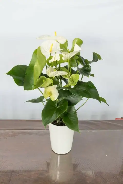 愛んすりうむS アンスリウム 湖東フラワー 滋賀県 東近江市 A-D12 観葉植物 鉢植え 花 プレゼント ギフト お祝い お供え インテリア フラワー グリーン リビング 玄関 飾り おしゃれ