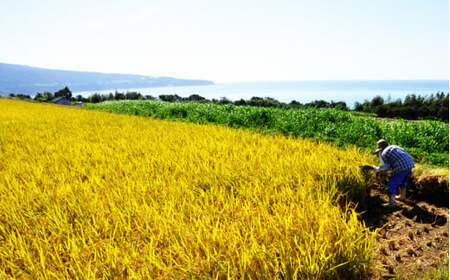 ★ 令和5年産 新米 ★ 田野米 20kg ＋ 田野屋青蜂 完全天日塩 80g セット　～ 精米 ・ 白米 ～
