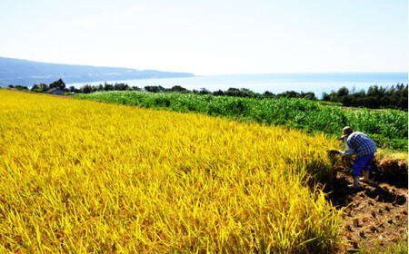 ★ 令和5年産 新米 ★ 田野米 15kg ＋ 田野屋青蜂 完全天日塩 60g セット　～ 精米 ・ 白米 ～