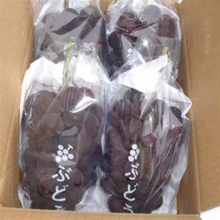 巨峰 (1.8kg) あの、牧丘の巨峰3～4房【配送不可地域：離島】【1329233】