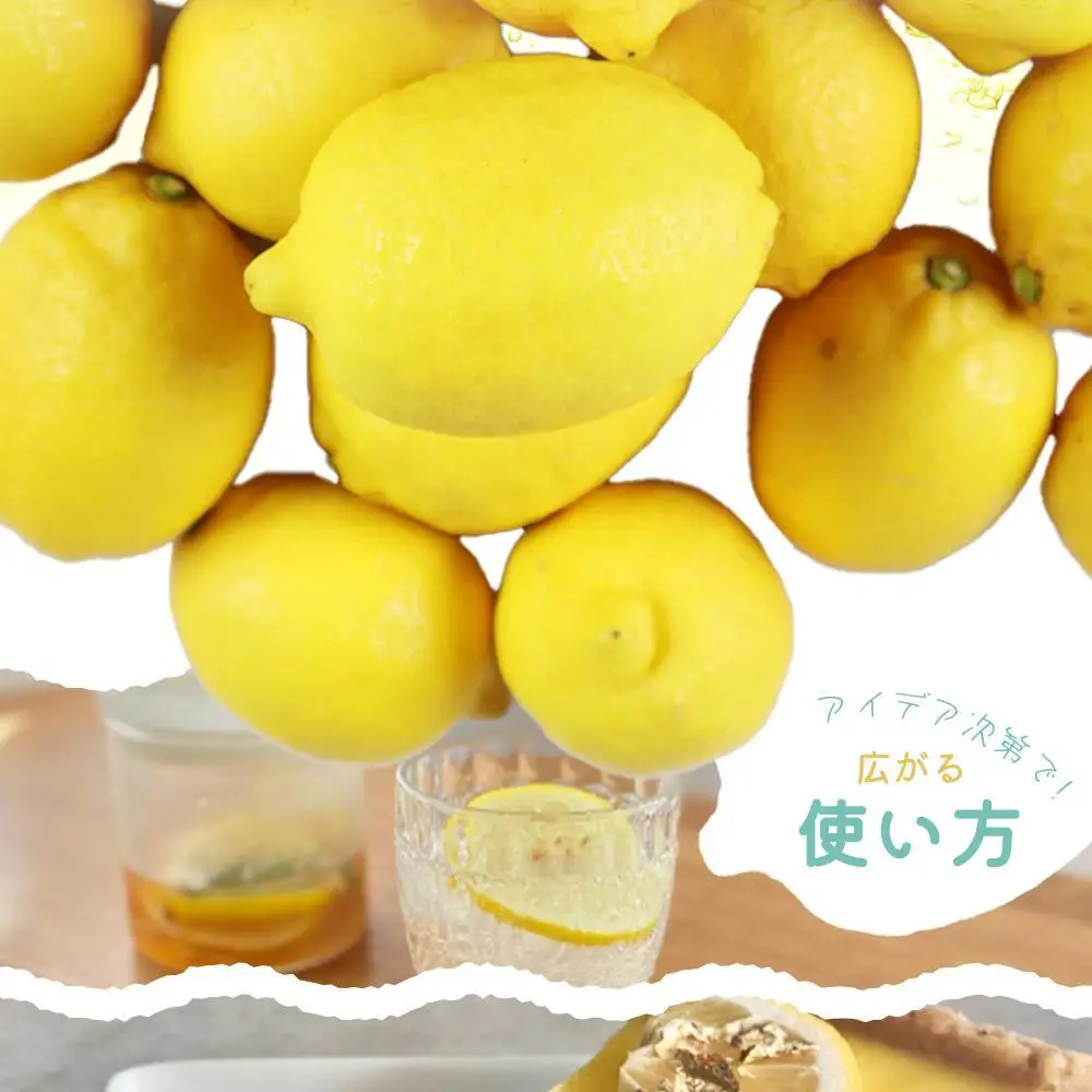 ［ご家庭用訳あり］ 紀州有田産レモン 2.5kg［2027年3月上旬以降発送］［先行予約］［UT46］