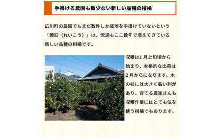 麗紅 れいこう 訳あり 2kg / オレンジ 甘い 家庭用 和歌山 有田 柑橘 ※2027年2月中旬〜3月下旬に順次発送 【krw012-c-2】