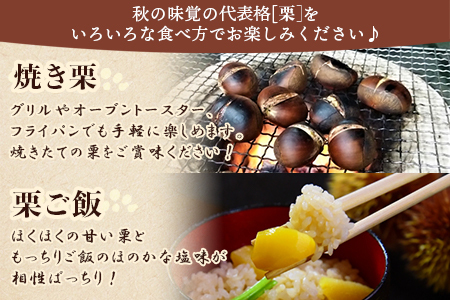 【数量限定・締切9月15日】＜西予市城川産 大きな生栗 3Lサイズ 約2kg（化粧箱入り）＞ 特大 大粒 マロン 焼き栗 栗ご飯 モンブラン 特産品 メニークエスト 愛媛県 西予市【冷蔵】『9月20日以降～9月末頃迄に順次出荷予定』SMQ0011