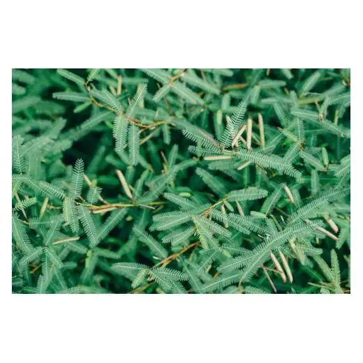 【お徳用】弘法茶（3g×8包入） 下北山村産カワラケツメイ100％ 健康茶 お茶 便利
