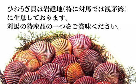 ひおうぎ貝 20枚  海鮮 魚介 貝 BBQ  [WAI085]