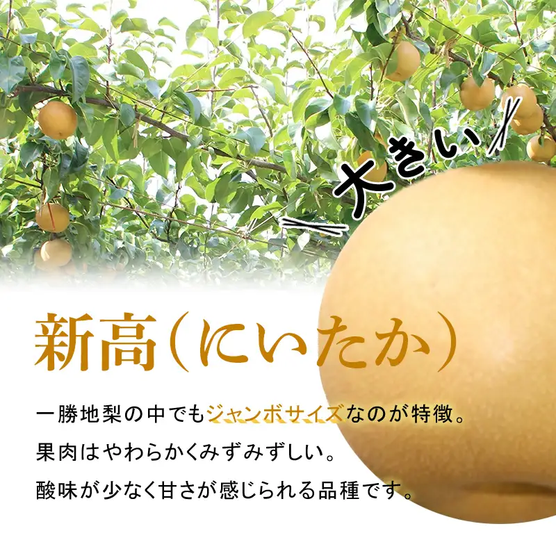 FKP9-653 【先行予約】一勝地梨/新高 約5kg なし ナシ 梨 デザート フルーツ 果物 くだもの 果実 食品